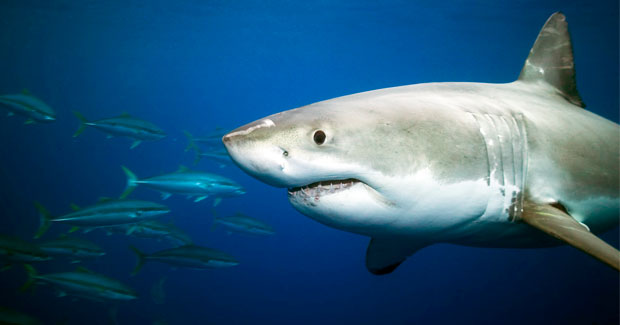 Shark photo