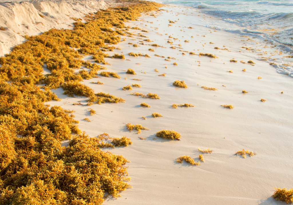 Sargassum on a beach in Mexico