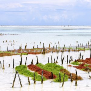 Seaweed farm