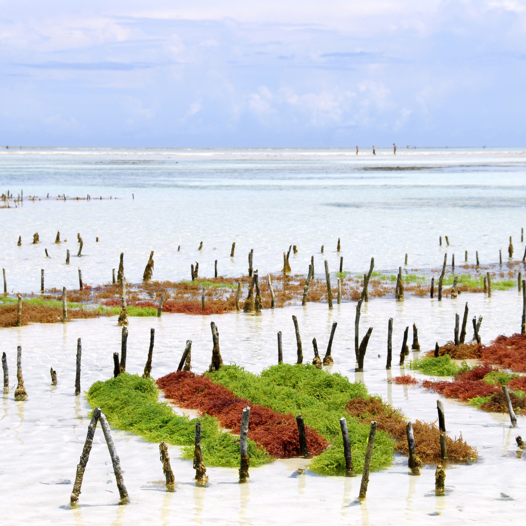 Seaweed farm